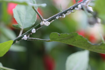 Mealy bugs on wax mallow plant, pest infestation concept