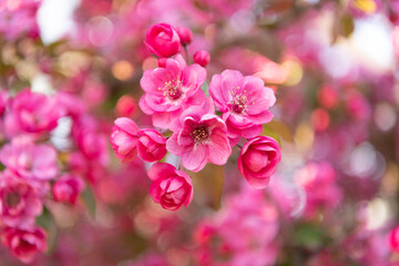 photo of blossoming sakura bloom, macro. blossoming sakura flower. blossoming sakura blossom