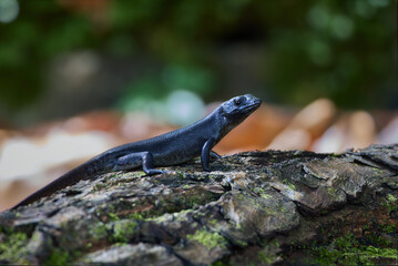 lézard noir de wallis
