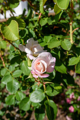 Close up of a single pink rose