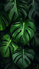Fototapeta na wymiar Green leaves of Monstera plant growing in wild