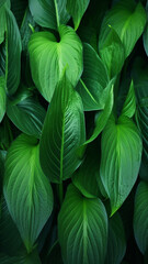 leaves of Spathiphyllum cannifolium abstract green decor