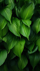 leaves of Spathiphyllum cannifolium abstract green design wallpaper