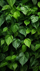 Fototapeta na wymiar Nature green leaf background and textured Leaves