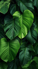 More beautiful exotic tropical leaves isolated leaf abstract illustration