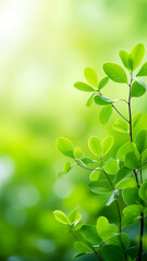 Fototapeta na wymiar Nature of green leaf in garden at summer print background