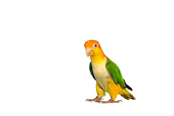 Cute of White bellied parrot isolated on transparent background png file
