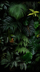 Fototapeta na wymiar Tropical rainforest foliage plants bushes ferns palm