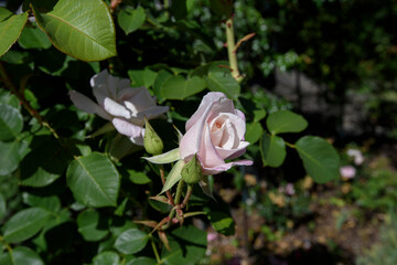 Close up of a single pink rose