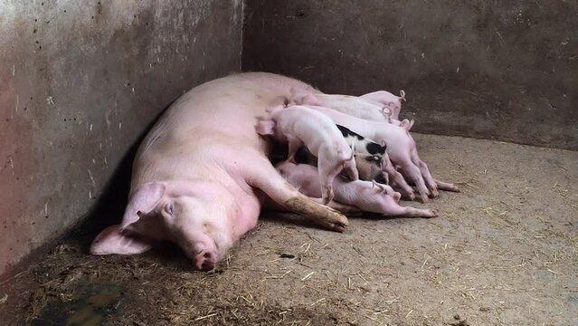 Sow feeds small piglets, piglets drink sow's milk, pig feeds children, pig farm