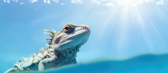 Young Jesus Christ Lizard stands at water's edge, ready to walk on clear blue water.