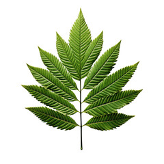 Green fern leaf on a transparent background
