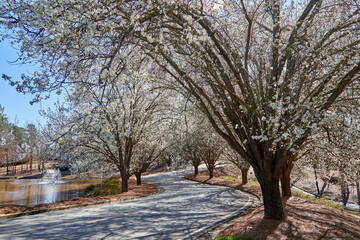 Fototapeta na wymiar Road curving through beautiful white flowering trees in early spring in rural Georgia USA