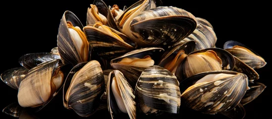 Fotobehang Invasive zebra mussels found on yacht propeller in Lake Erie. © AkuAku