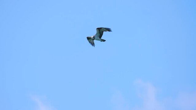 "An osprey is seen flying in the sky with a blue background."