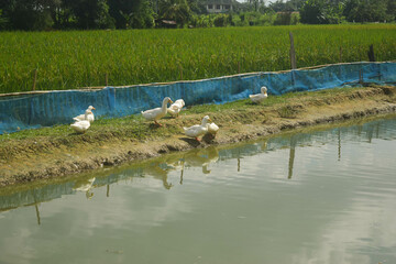 duck farming