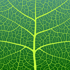 Leaf vein texture abstract background with close up plant leaf cells ornament texture pattern.