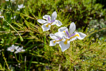 Bright coloured summer flower in bloom