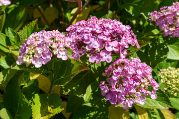 Close up of Hydrangea flower in bloom