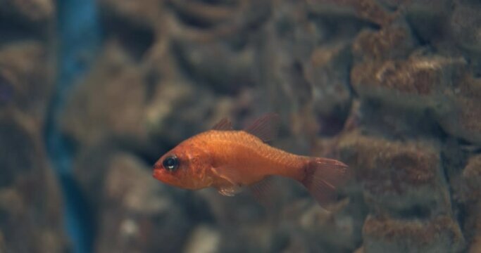 Small orange fish on red rocks, background swim in home aquarium, close up. Lonely, tortured pet fish in artificial aquarium move slowly in water. Miserable life of captive marine fish. Damaged fin