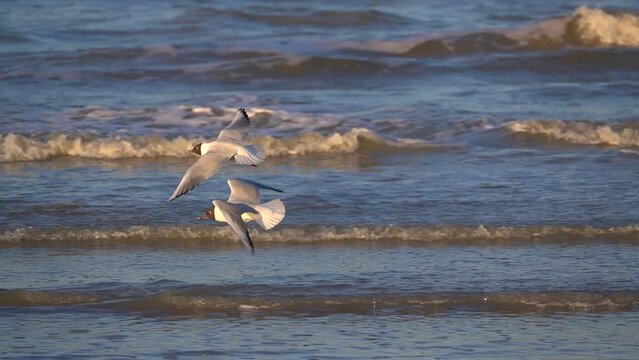 A clip of a few seaguls flying over an ocean