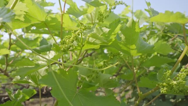 Camera panning from grape flowering to bunch of grapes hanging from the tree at grapevine