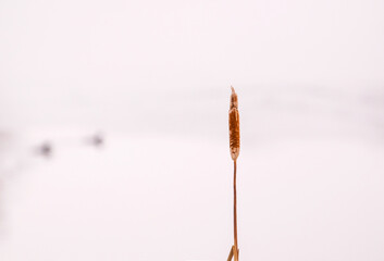 Dry common bulrush reeds in winter on white natural background 