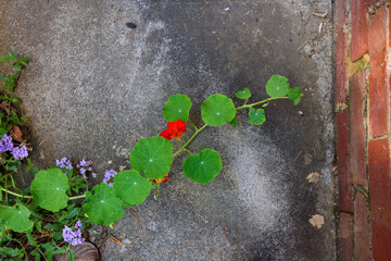 Bright coloured summer flower in bloom