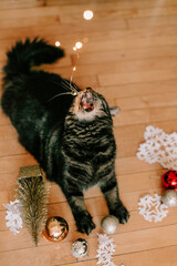 Naughty Christmas cat eating twinkly light decorations