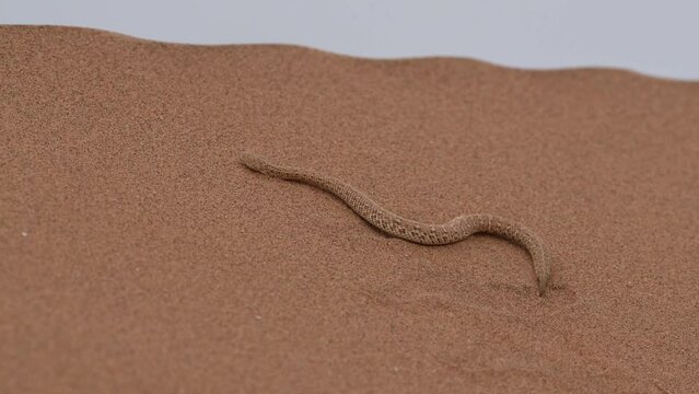 a Sidewinder snake crawls to the top of a dune