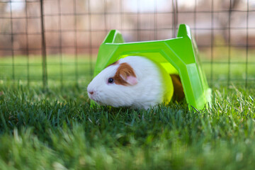 Adorable furry guinea pig in the backyard