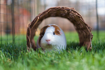 Adorable furry guinea pig in the backyard