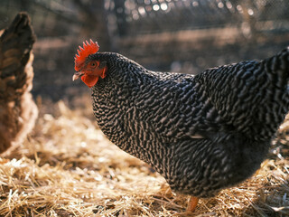 Organic farm chicken with feathers and comb