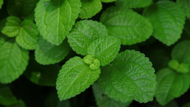 Close up video of fresh peppermint "Mentha x piperita" in the garden.Top view fresh mint leaf