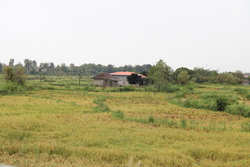 Fototapeta premium House in the garden