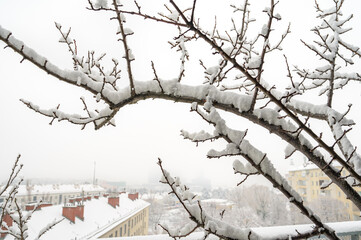 Snow-covered tree on a roof terrace