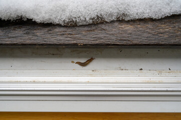Snail under a snow-covered wooden deck on a roof terrace