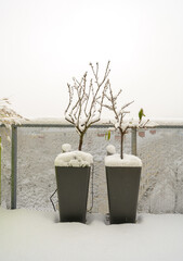 Two snow-covered fruit trees in planters on a roof terrace