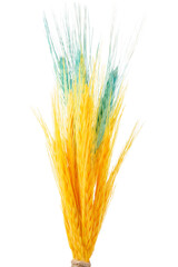 Fototapeta premium Bunch of colored spikelets isolated on a transparent background.