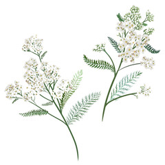 Yarrow flowers. Medicinal plants isolated on a white background. Achillea Millefolium. Vector hand drawn herb illustration.   © Yulia Ogneva