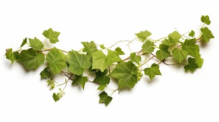 Grape leaves vine plant branch with tendrils in vineyard , generated by AI
