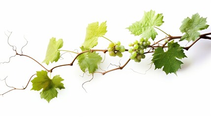 Grape leaves vine plant branch with tendrils in vineyard , generated by AI - obrazy, fototapety, plakaty
