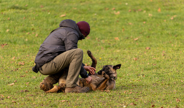complicit&eacute; entre le chien et son humain, chien de travail berger malinois jouant avec son ma&icirc;tre pour cr&eacute;er de la complicit&eacute;, &eacute;ducation canine