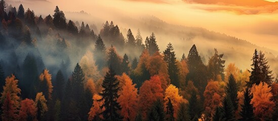 As the autumn fog rolled in, the sky transformed into a canvas of breathtaking colors, casting a warm glow upon the natural landscape adorned by the majestic trees of the forest, creating a - obrazy, fototapety, plakaty