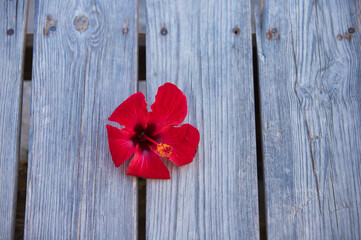 Red flower with scientific name Hibiscus Syriacus on wooden background. Concept backgrounds and textures. Medicinal plant.