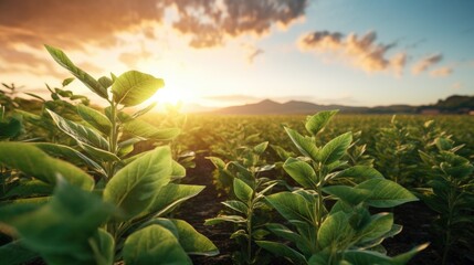 Agricultural soy plantation on field with sunset background
