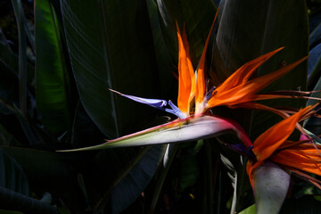 Bird of Paradise tropical flower