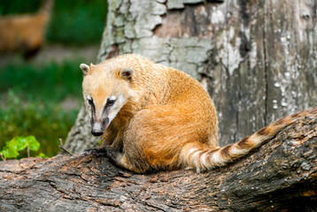 Portrait of a coati. Nasua. Animal close-up.
