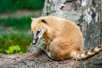 Portrait of a coati. Nasua. Animal close-up.
