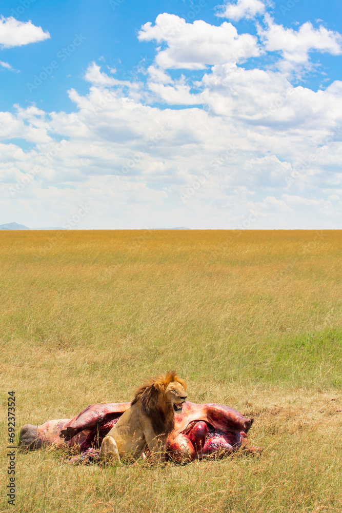 Sticker African grass savanna and a lion by a dead hippo